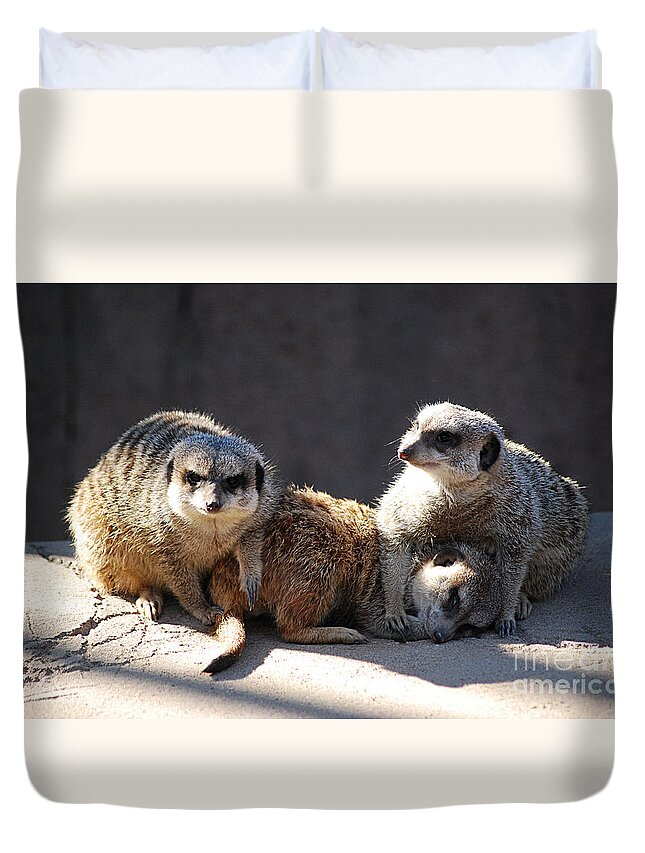 Meerkat Duvet Cover featuring the photograph Meerkats 20150117_212 by Tina Hopkins