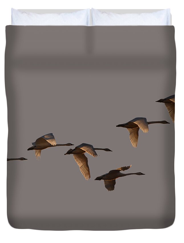 Swans Duvet Cover featuring the photograph Migrating Swans by Whispering Peaks Photography