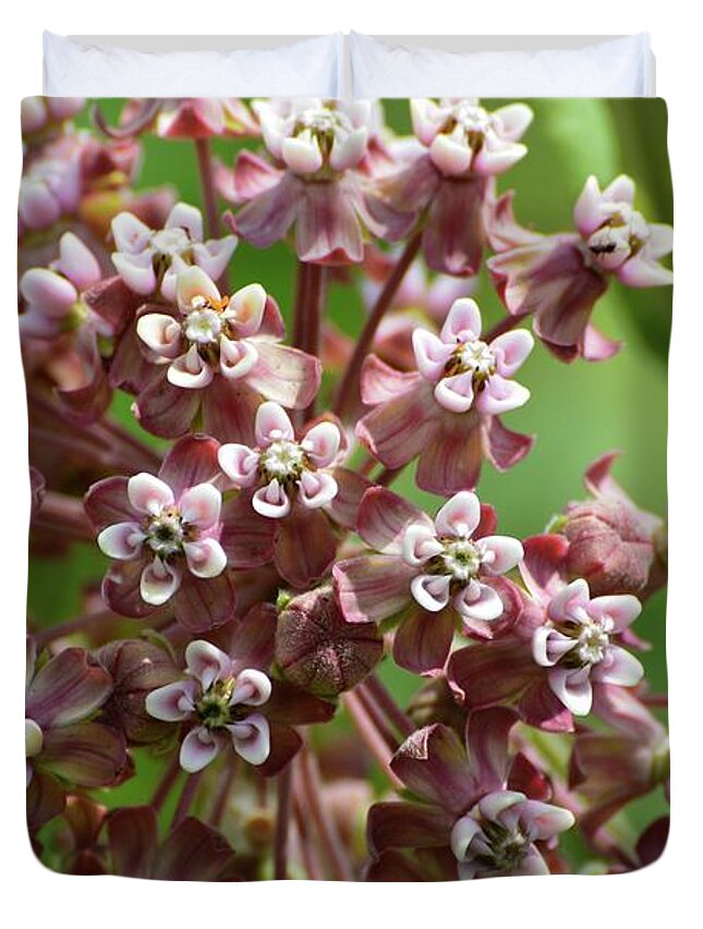 Nature Duvet Cover featuring the photograph Milkweed Flowers by Lyle Crump