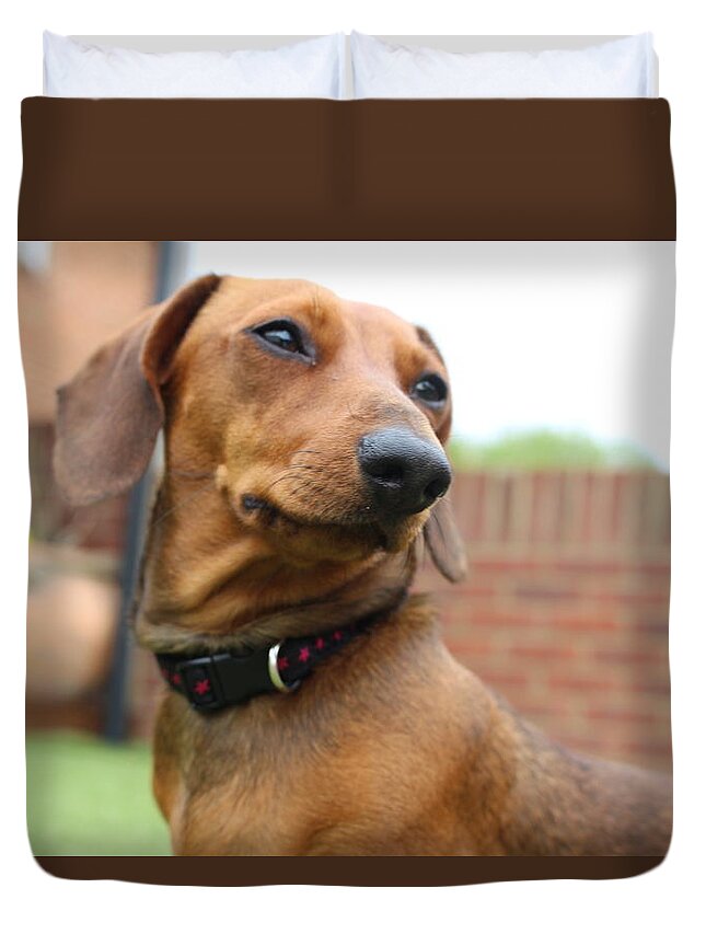 Pet Duvet Cover featuring the photograph Mini dachshund by Molly Roberts