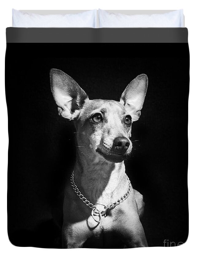 Dog Duvet Cover featuring the photograph Miniature Pinscher dog by Gunnar Orn Arnason