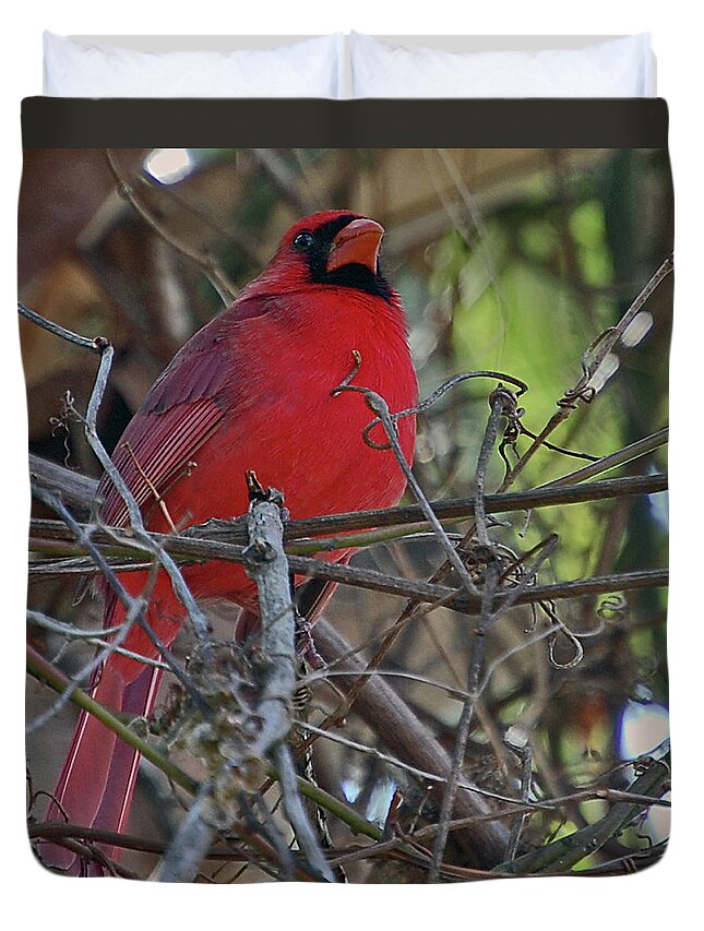 Cardinal Duvet Cover featuring the digital art Mister Cardinal by DigiArt Diaries by Vicky B Fuller