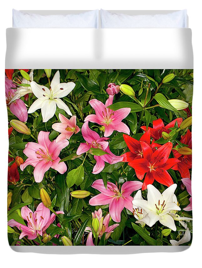 Asiatic Lilies Duvet Cover featuring the photograph Mixed Assorted Asiatic Lilies flower by Anthony Totah