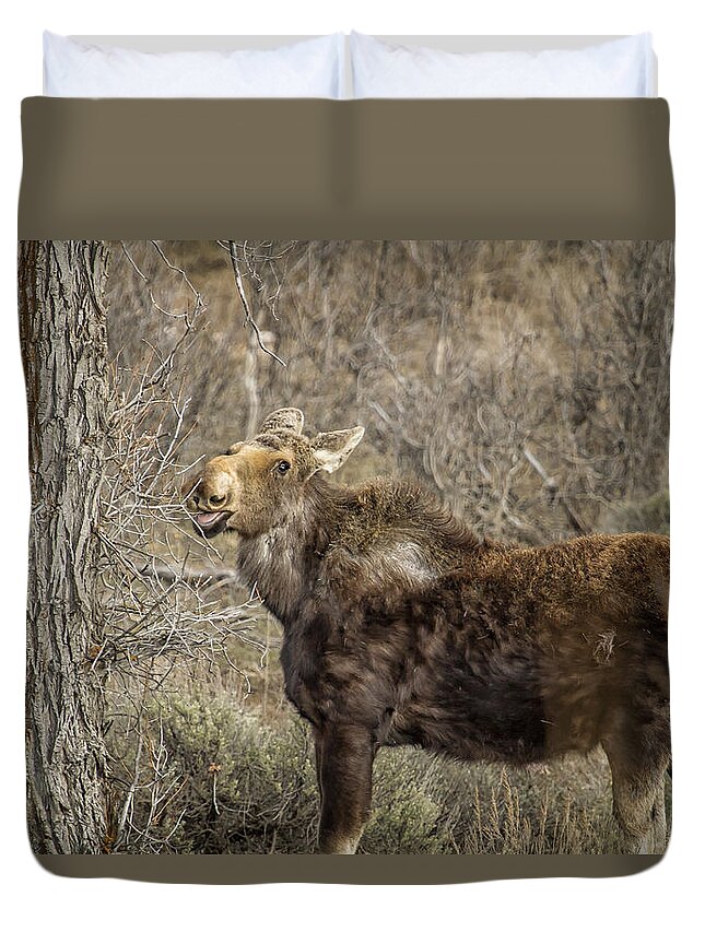 Moose Duvet Cover featuring the photograph Mmm mmm Good by Belinda Greb
