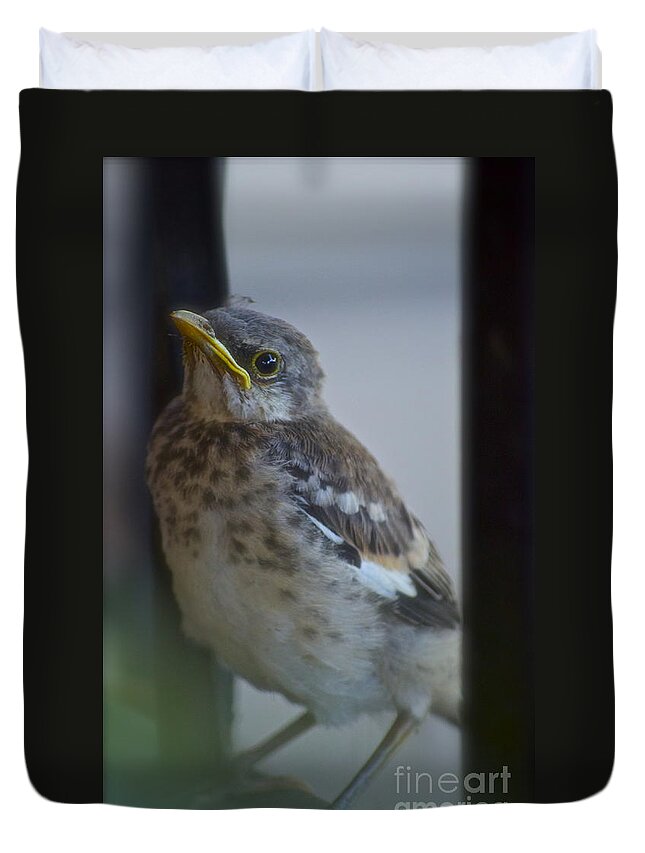 Mockingbird Duvet Cover featuring the photograph Mockingbird Chick by Gwyn Newcombe