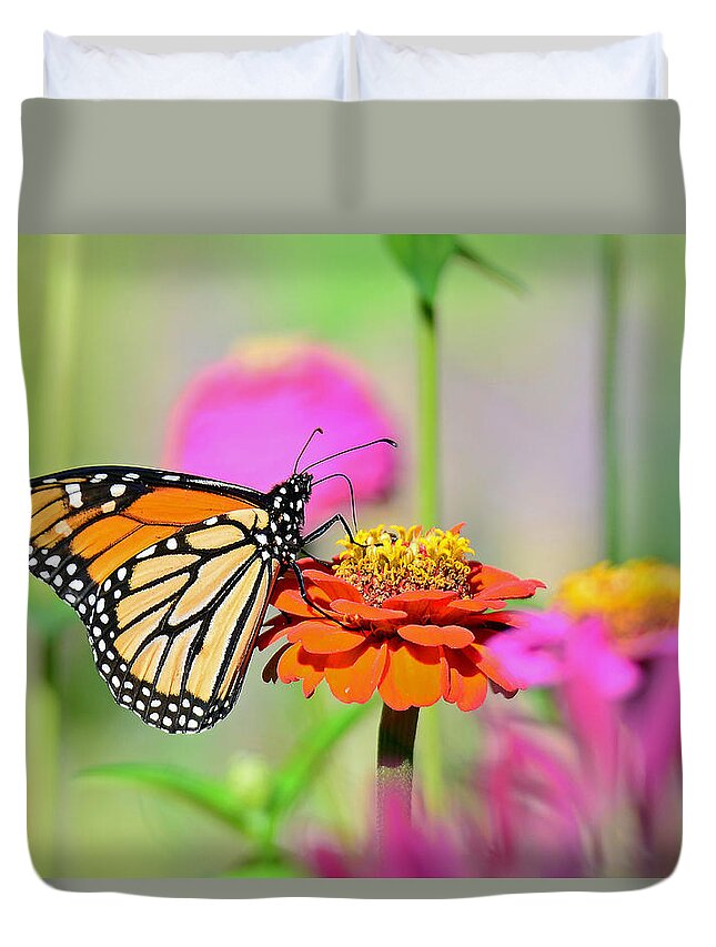 Butterfly Duvet Cover featuring the photograph Monarch on a Zinnia by Rodney Campbell