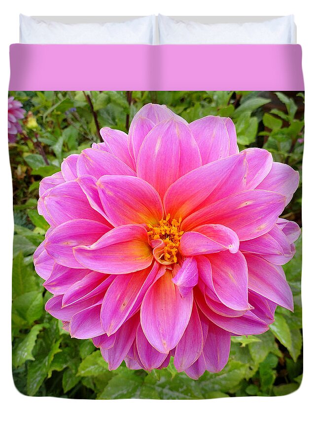 Dahlia Duvet Cover featuring the photograph Monterey Pink by Robert Meyers-Lussier