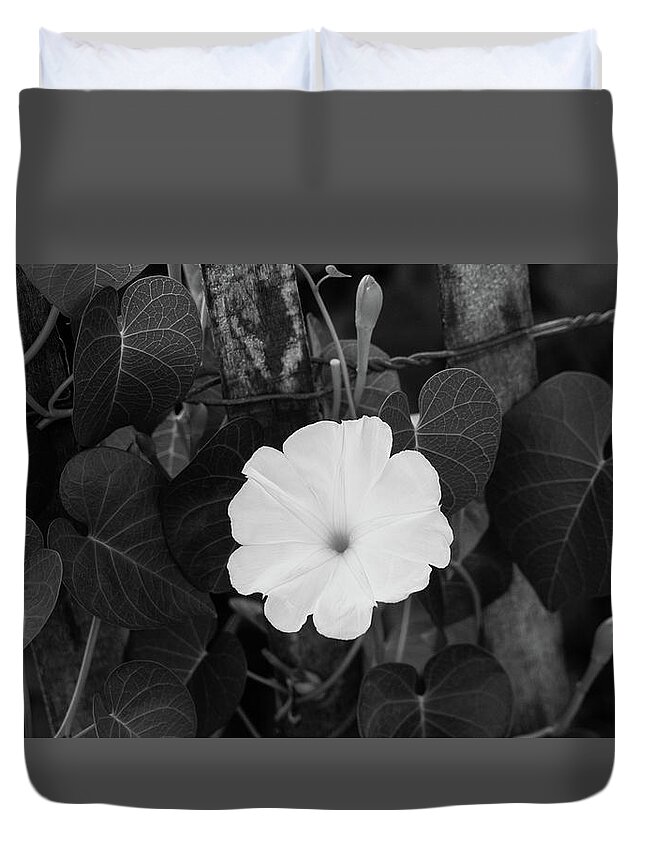 Florida Duvet Cover featuring the photograph Moon Flower Delray Beach Florida by Lawrence S Richardson Jr