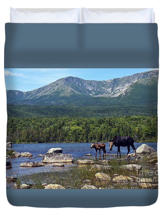 Maine Duvet Cover featuring the photograph Moose Baxter State Park Maine 2 by Glenn Gordon