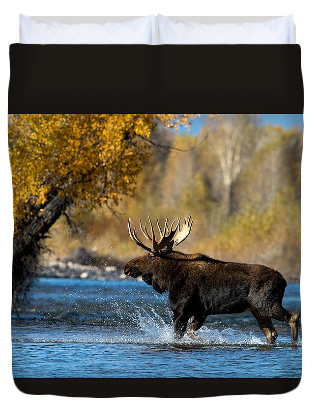 Moose Duvet Cover featuring the photograph Moose Crossing by Shari Sommerfeld