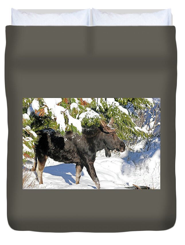 Moose Duvet Cover featuring the photograph Moose in snow by Cindy Murphy - NightVisions