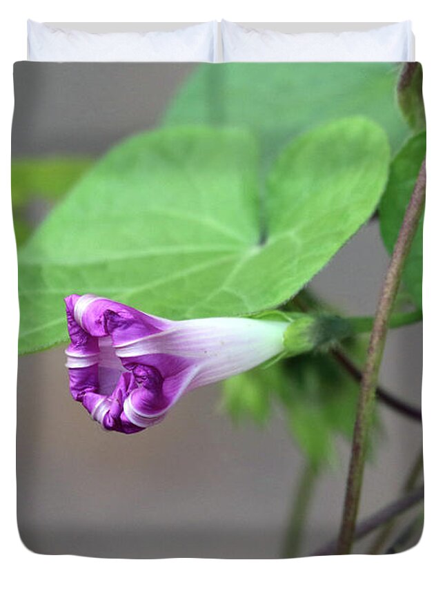 Morning Glory Duvet Cover featuring the photograph Morning Glory Opening by Jackson Pearson