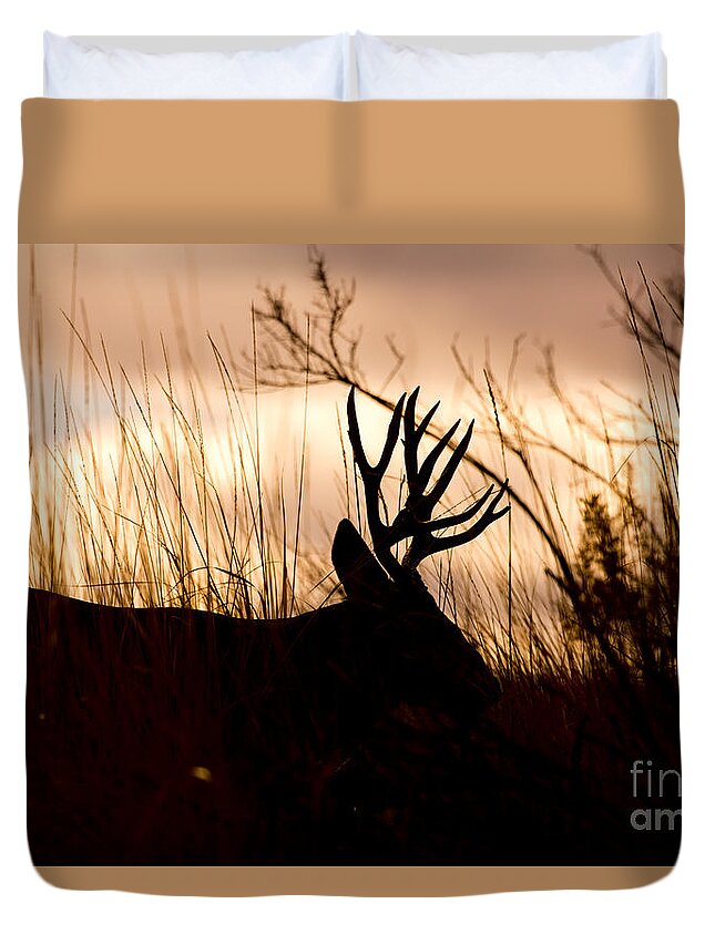 Mule Deer Duvet Cover featuring the photograph Morning Glow by Douglas Kikendall