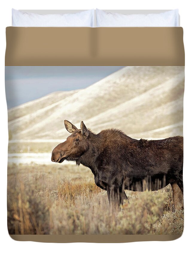 Moose Duvet Cover featuring the photograph Morning Moose by Eilish Palmer