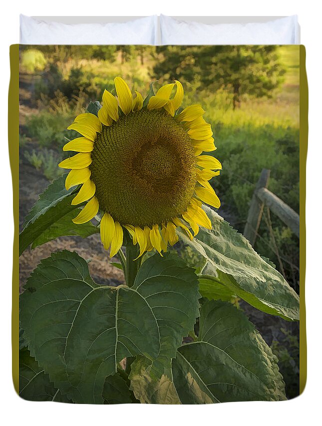 Sunflower Duvet Cover featuring the photograph Morning Sunflower by Paul DeRocker