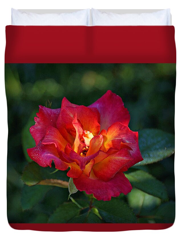 Red Rose Duvet Cover featuring the photograph Morning Sunlight by Sandy Keeton