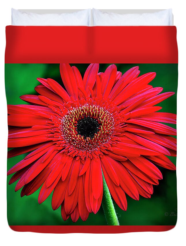 Gerbera Duvet Cover featuring the photograph Mother's Day Gerbera Daisy by Brian Tada