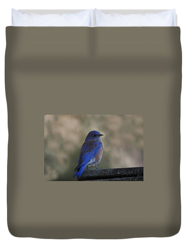 Mountain Bluebirds Duvet Cover featuring the photograph Mountain Bluebird by Ernest Echols