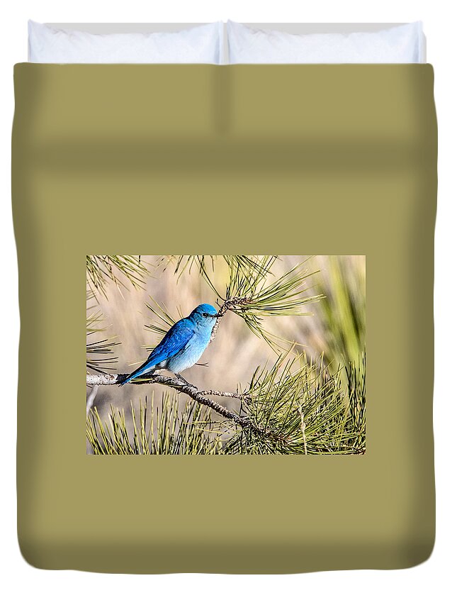 Colorado Duvet Cover featuring the photograph Mountain Bluebird in a Pine by Dawn Key