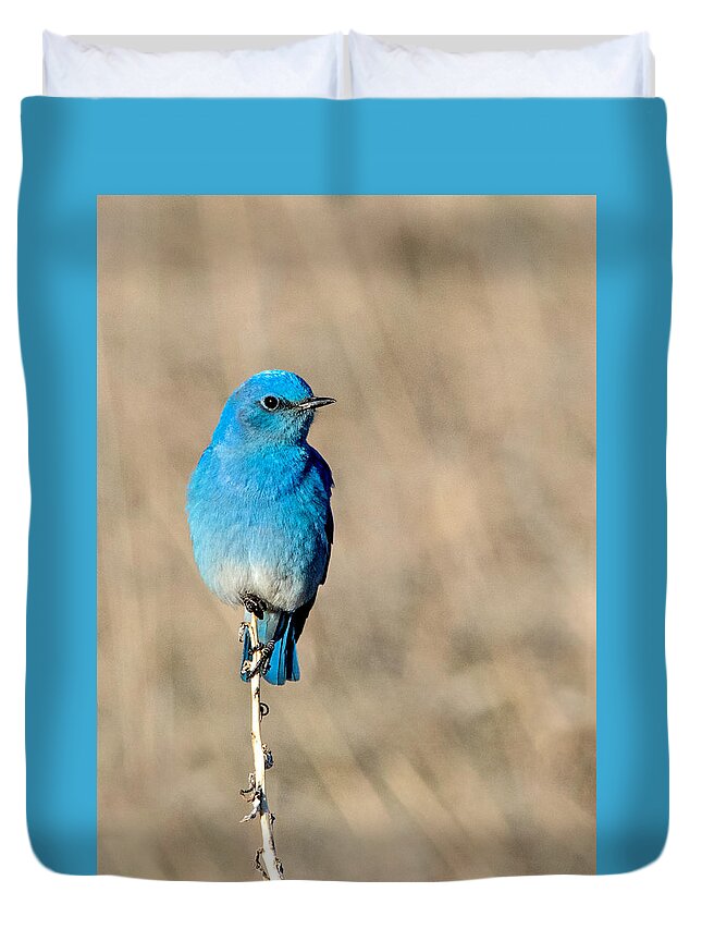 Colorado Duvet Cover featuring the photograph Mountain Bluebird on a Stem. by Dawn Key