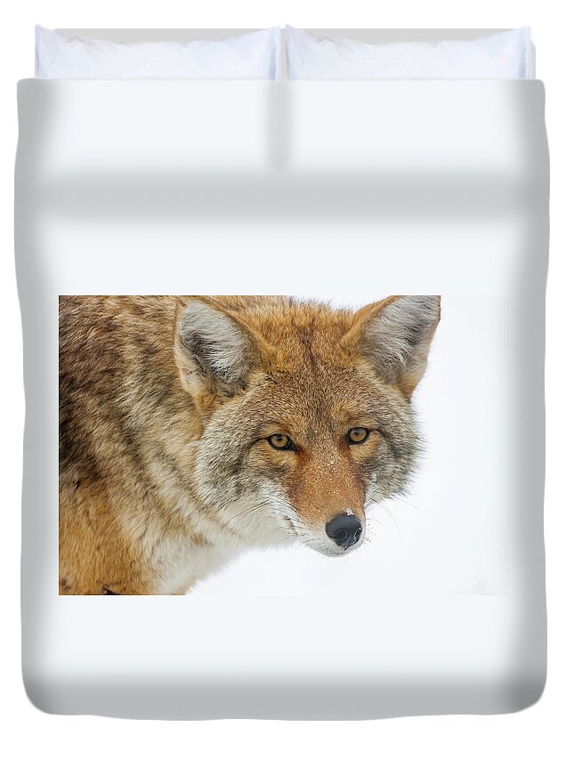 Coyote Duvet Cover featuring the photograph Mr. Coyote by Mark Miller