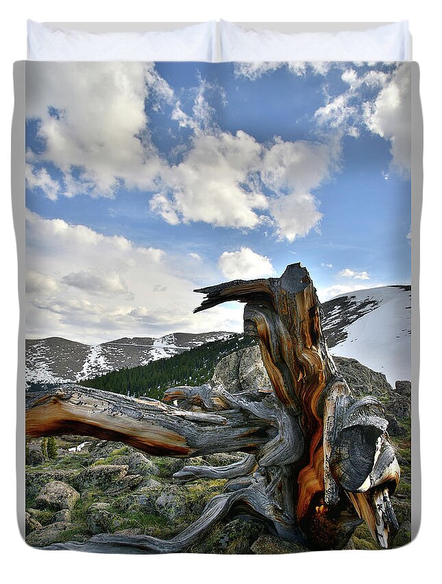 Mount Goliath Natural Area Duvet Cover featuring the photograph Mt. Evans Bristlecone Pine by Ray Mathis