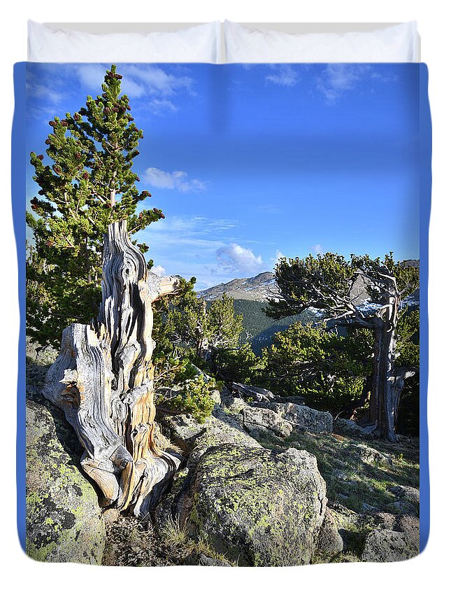 Mount Goliath Natural Area Duvet Cover featuring the photograph Mt. Evans Bristlecones by Ray Mathis