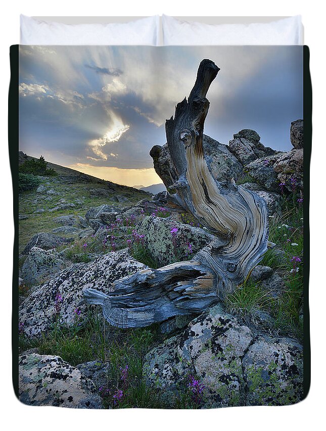 Mt. Evans Duvet Cover featuring the photograph Mt. Goliath Bristlecone Pine at Sunset by Ray Mathis