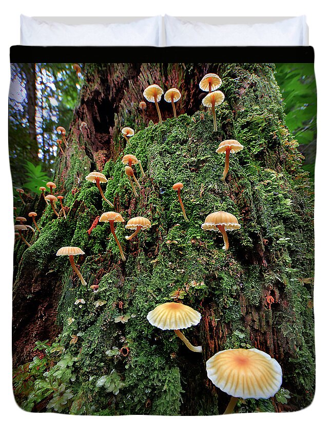 Mushroom Duvet Cover featuring the photograph Mushroom Colony by Martin Konopacki