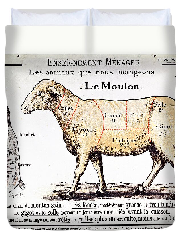 Le Mouton; Lamb; Sheep; Joint; Cut; Meat; Food; Animal; Mutton; Butchering Duvet Cover featuring the drawing Mutton by French School