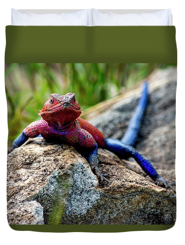 Tanzania Duvet Cover featuring the photograph Mwanza flat-headed rock agama by David Morefield
