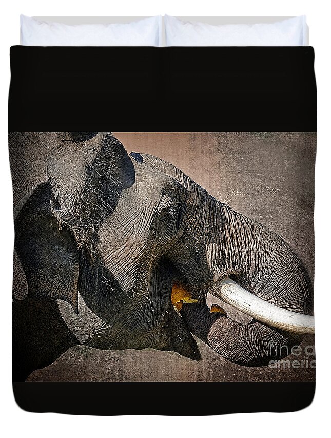Elephant Duvet Cover featuring the photograph My Pumpkin by Norma Warden