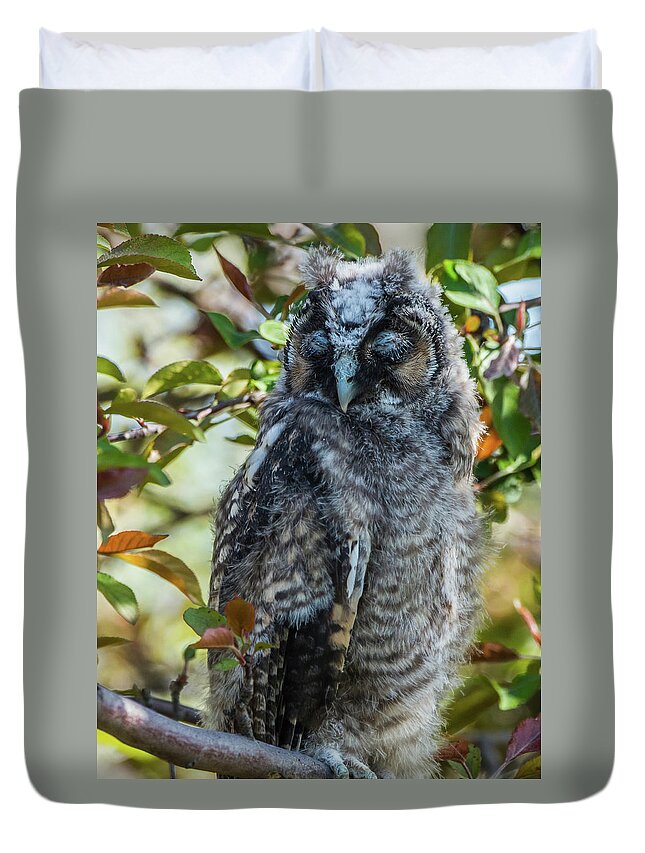 Long-eared Owl Duvet Cover featuring the photograph Napping Long-Eared Owlet by Yeates Photography