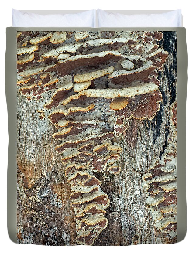 Bracket Fungi Duvet Cover featuring the photograph Naturally Abstract by Jim Zablotny