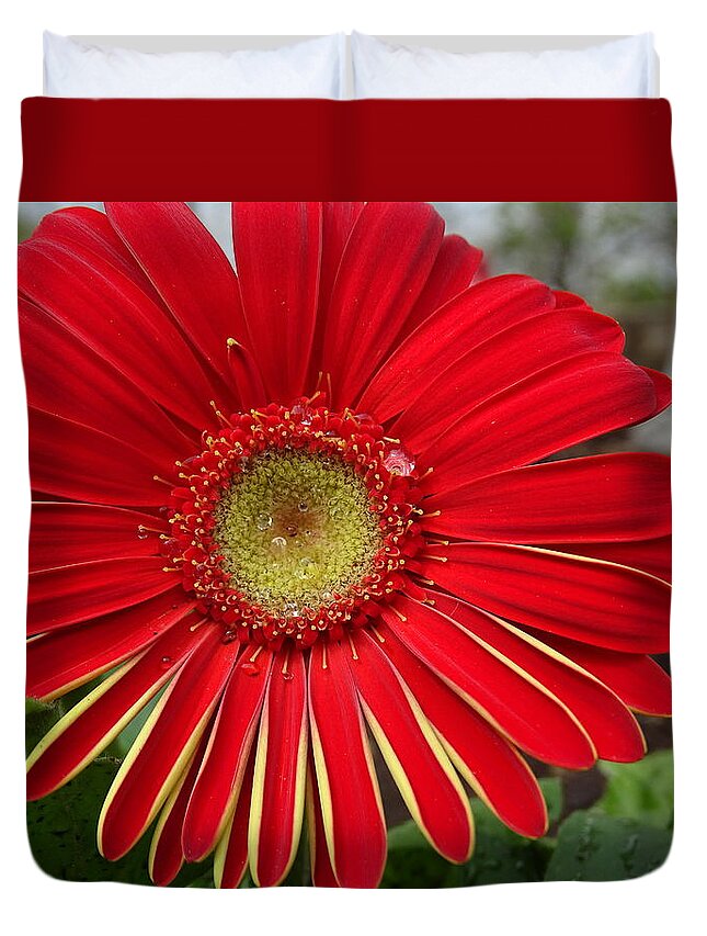 Gerbera Daisies Duvet Cover featuring the photograph Nature's Best by Mary Halpin