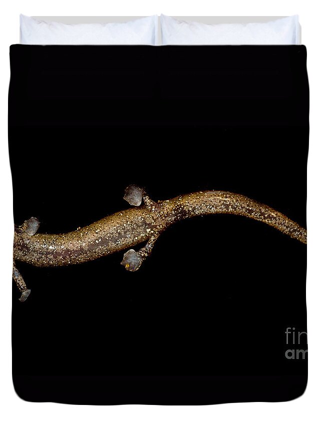 Nauta Palm Foot Salamander Duvet Cover featuring the photograph Nauta Palm Foot Salamander by Dant Fenolio
