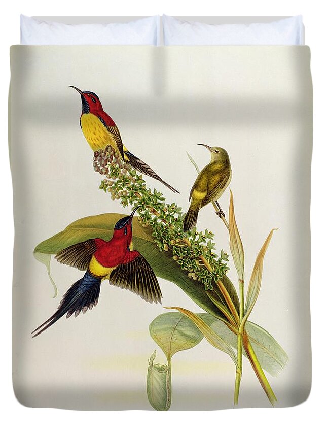Nectarinia Duvet Cover featuring the painting Nectarinia Gouldae by John Gould