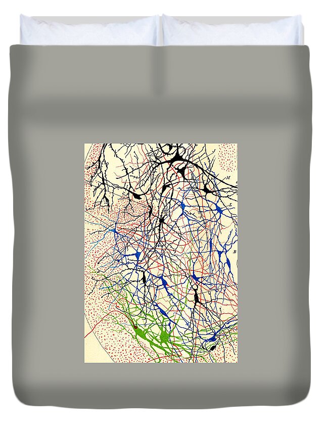 History Duvet Cover featuring the photograph Nerve Cells Santiago Ramon y Cajal by Science Source