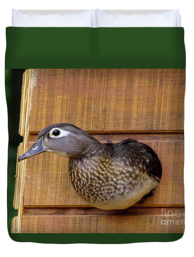 Hen Wood Duck Duvet Cover featuring the photograph Nesting Hen Wood Duck 1 by James Seitzinger