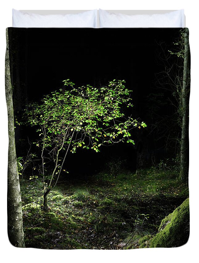 Autumn Duvet Cover featuring the photograph New growth - Birch sapling by Dirk Ercken