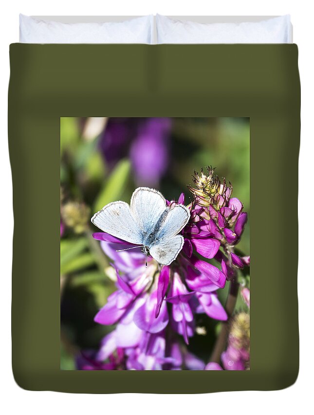 Fort Yukon Duvet Cover featuring the photograph Northern Blue Butterfly by Ian Johnson
