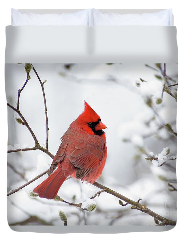 Male Duvet Cover featuring the photograph Northern Cardinal - D001540 by Daniel Dempster