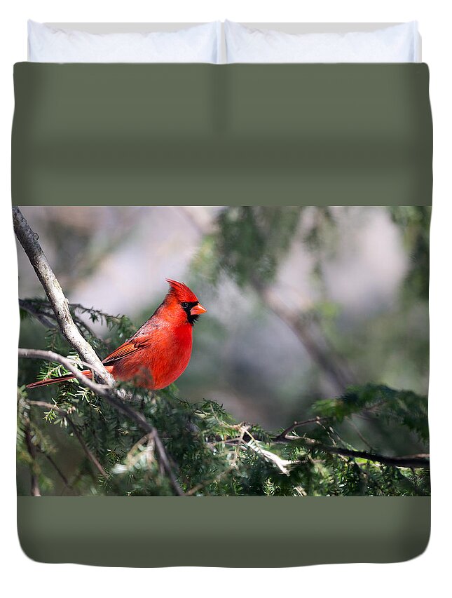 Cardinal Duvet Cover featuring the photograph Northern Cardinal Red by Everet Regal