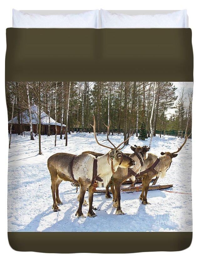 Deer Duvet Cover featuring the photograph Northern deers by Irina Afonskaya
