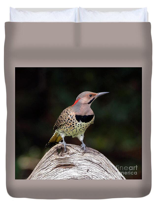 Bird Duvet Cover featuring the photograph Northern Flicker by DB Hayes