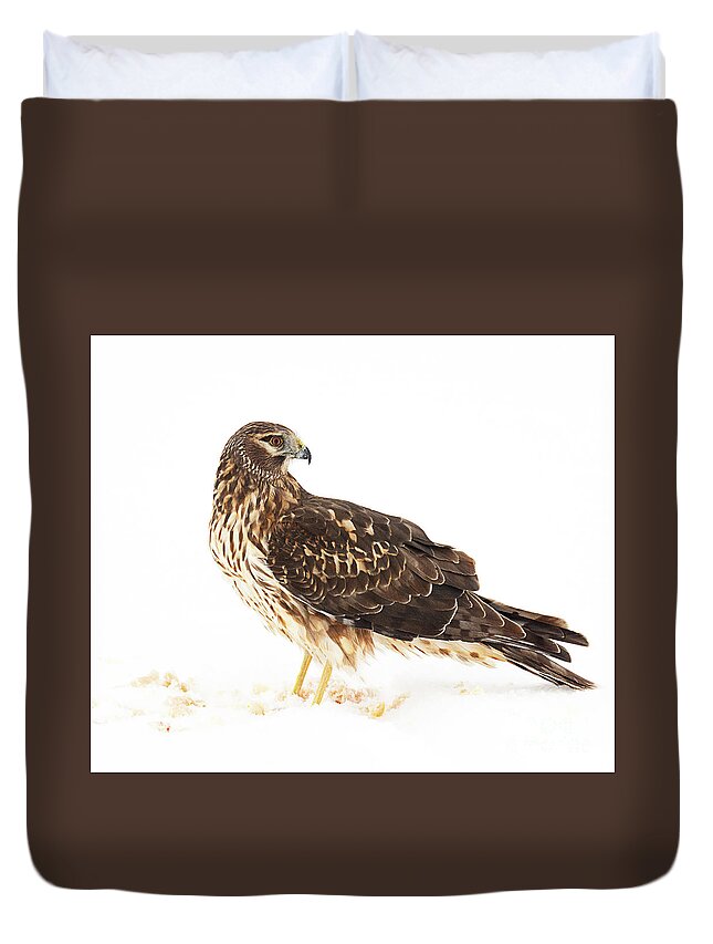 Bird Duvet Cover featuring the photograph Northern Harrier with the Last of the Prey by Dennis Hammer
