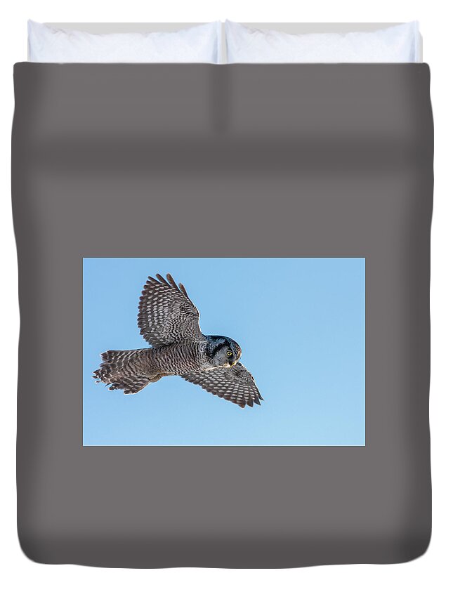 Animal Duvet Cover featuring the photograph Northern Hawk Owl hunting by Mircea Costina Photography