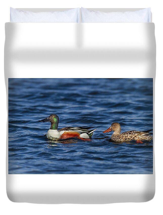 Mark Miller Photos Duvet Cover featuring the photograph Northern Shovelers by Mark Miller