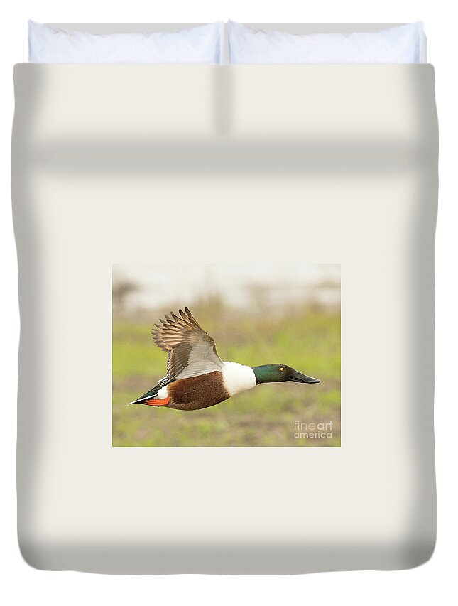 Duck Duvet Cover featuring the photograph Nothern Shoveler on the Wing by Dennis Hammer