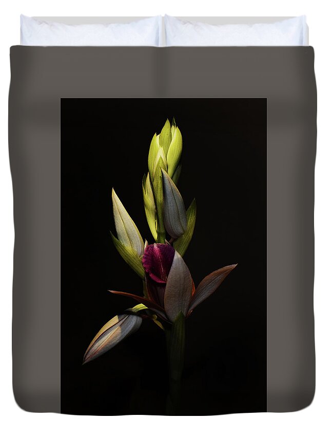 Photograph Duvet Cover featuring the photograph Nun's Hood Orchid - Phaius tancarvilleae by Larah McElroy